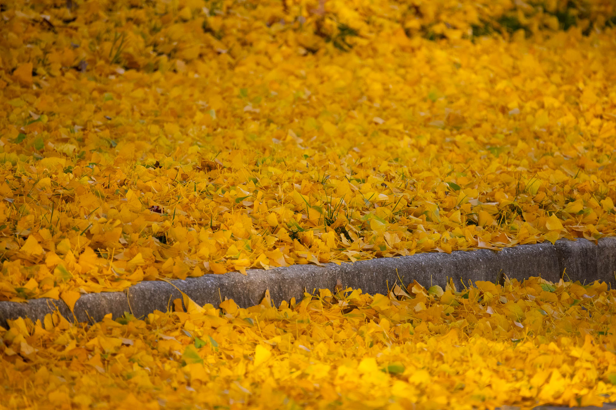 A huge pile of yellow leaves on the ground.