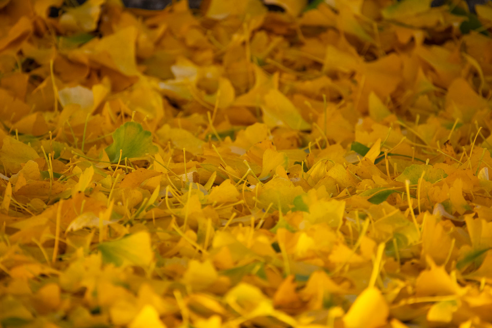 A close-up photo of the yellow leaves on the ground.