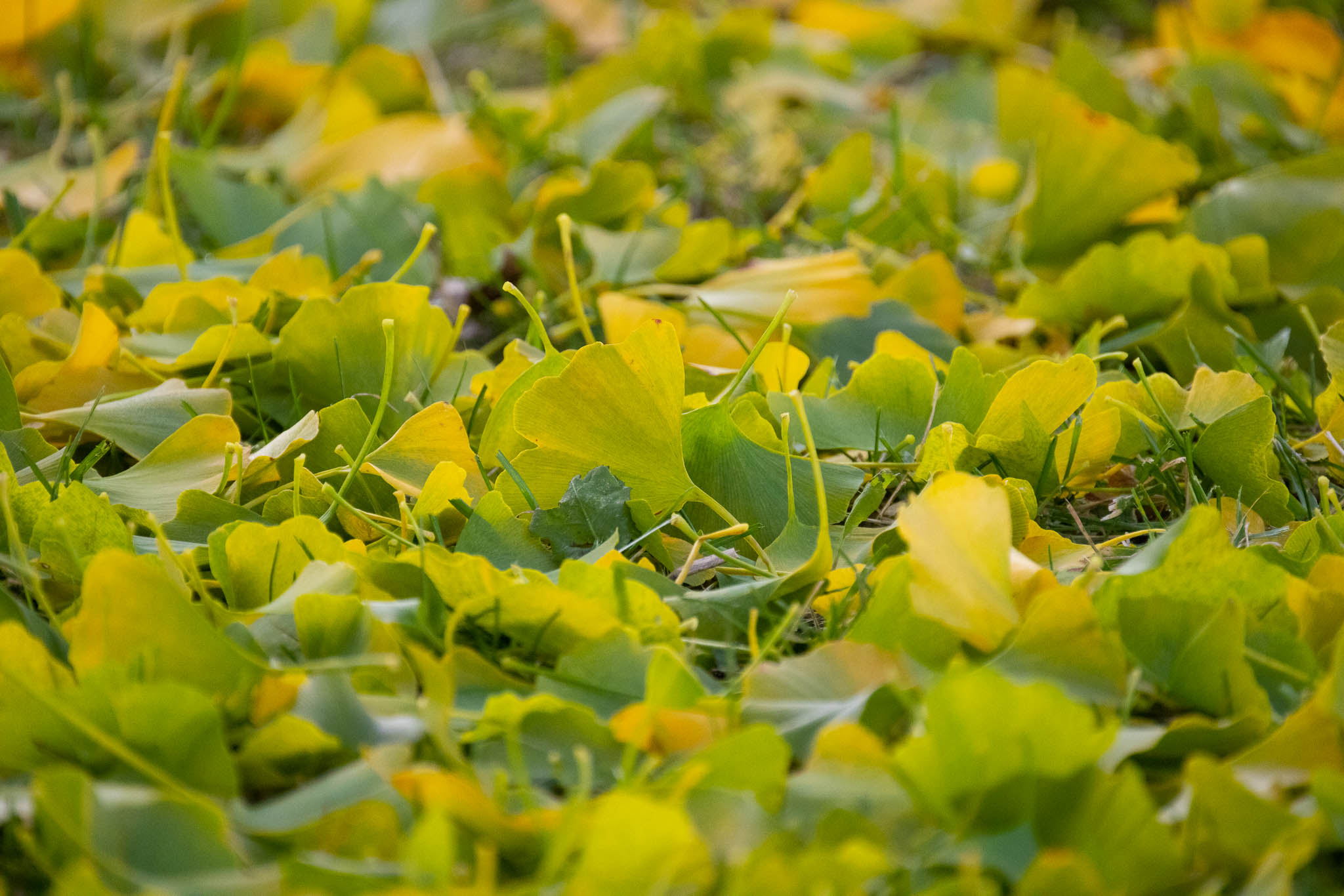 Many green and slightly yellow leaves on the ground.