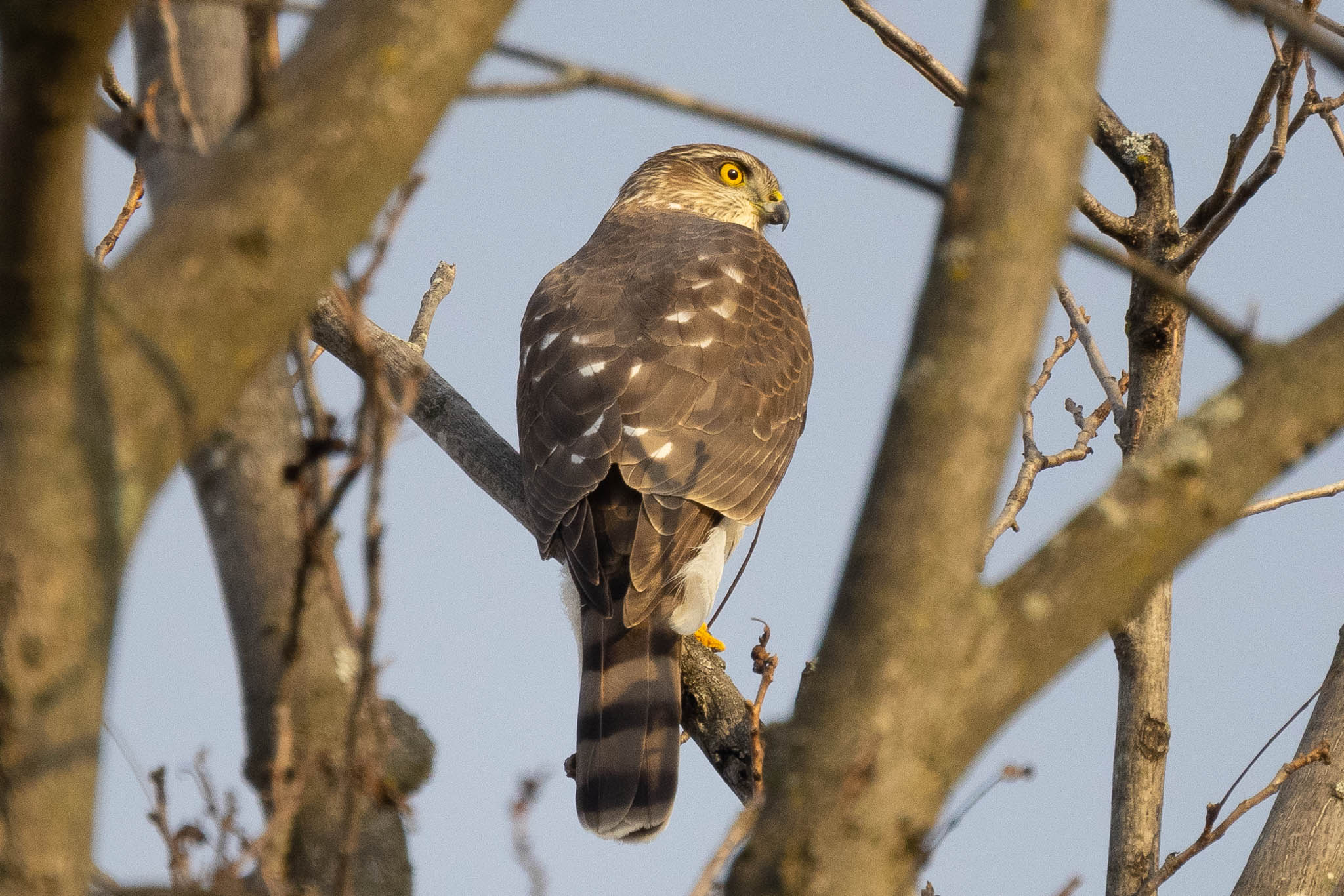 A Sharp-Shinned Hawk perched on a branch.